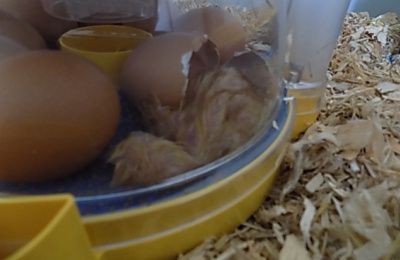 Chick eggs in the incubator at Cabrini House home for adults with learning disabilities in Orpington