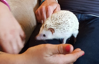 Diagrama Foundation: Cabrini House welcomes their pet hedgehog for the summer