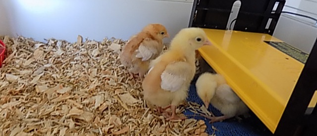Chicks hatched at Diagrama's Cabrini House home for adults with learning disabilities